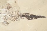 Cretaceous Sawfish-Like Ray (Libanopritis) - Lebanon #201365-2